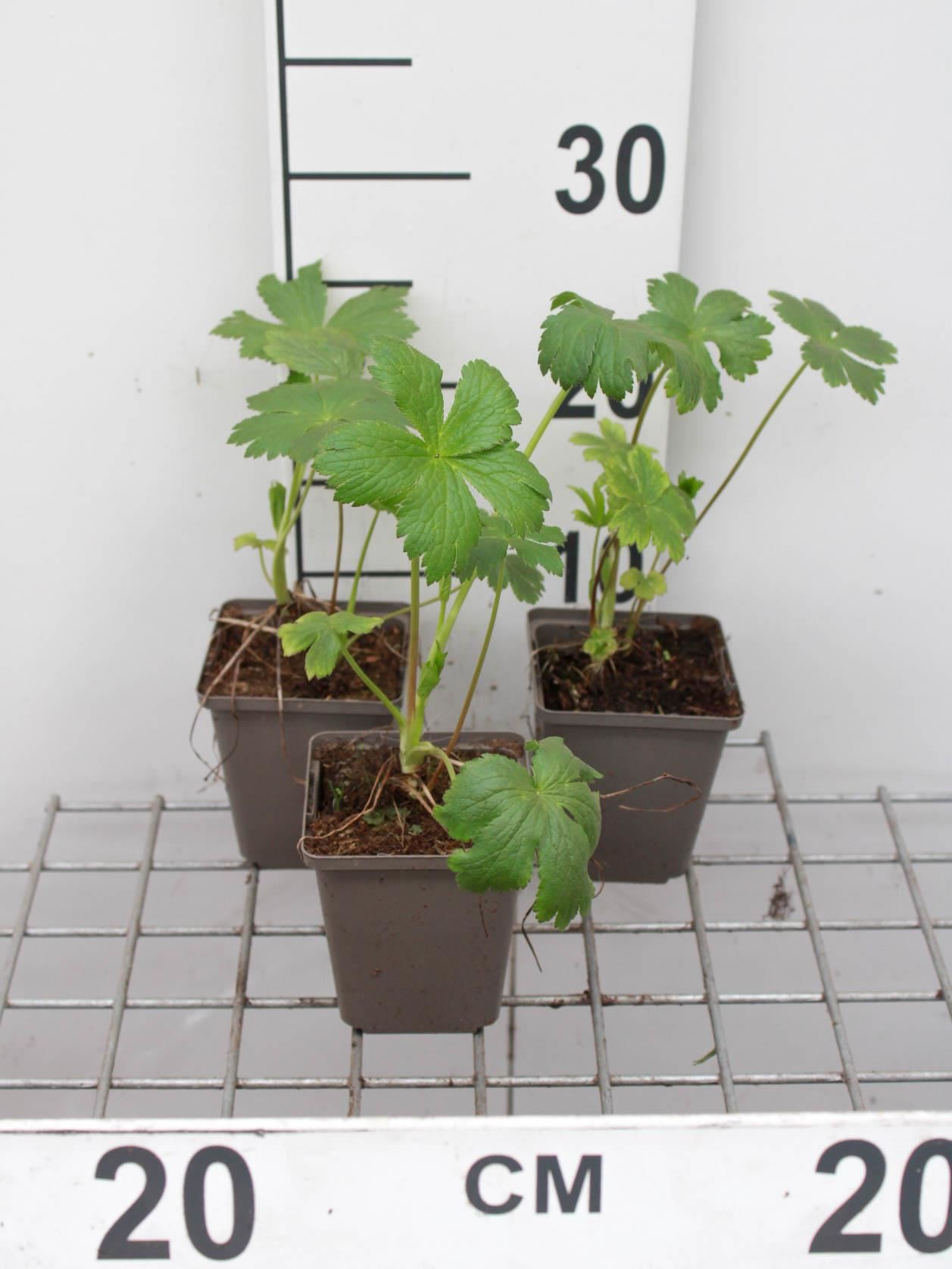 Astrantia major'Shaggy'- pot 9x9 cm afbeelding