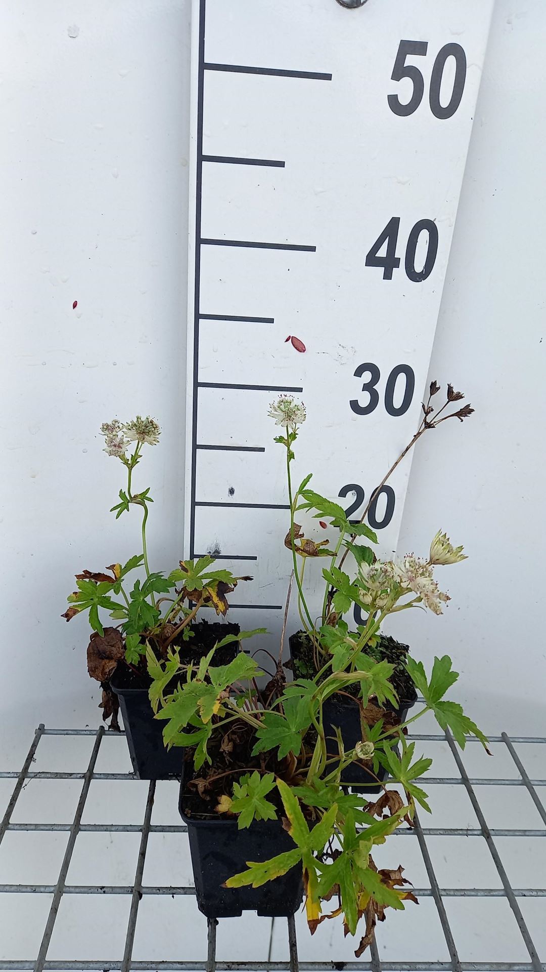 Astrantia major'Snow Star'- pot 9x9 cm afbeelding