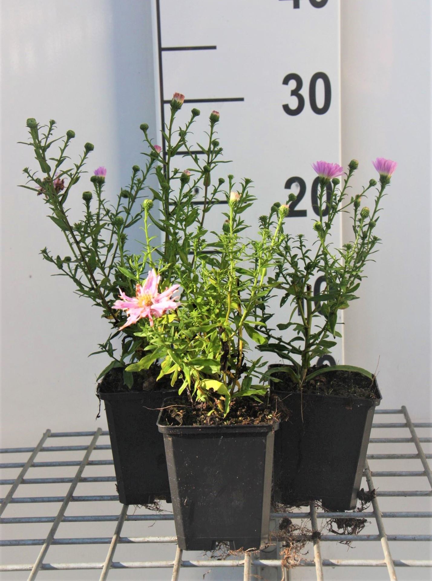 Aster novi-belgii'Fellowship'- pot 9x9 cm afbeelding