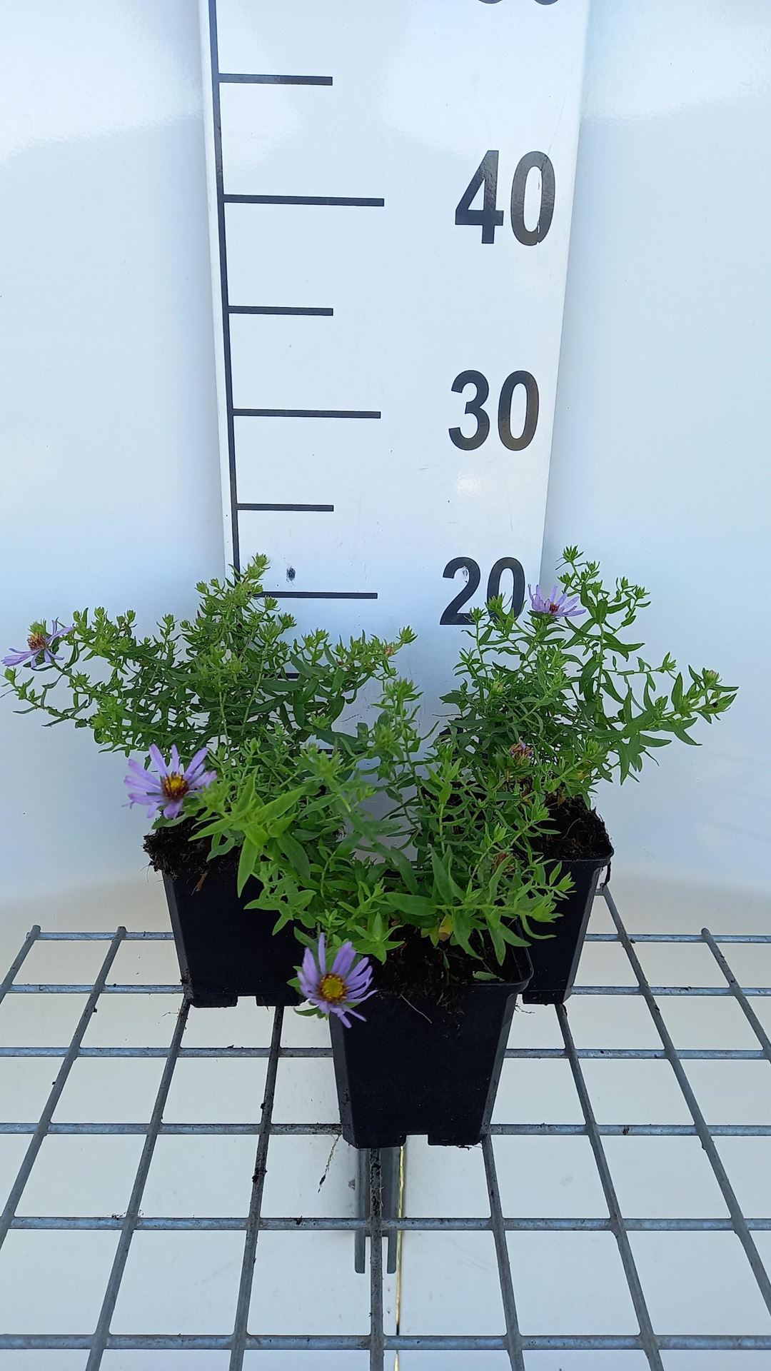 Aster oblongifolius'October Skies'- pot 9x9 cm afbeelding