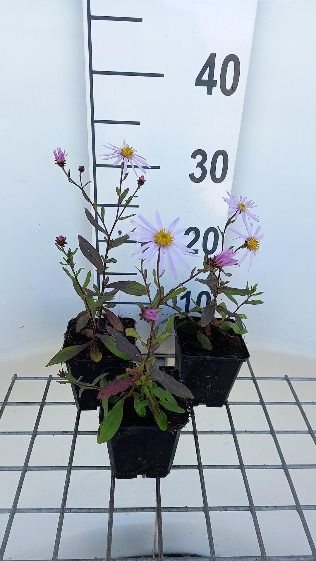 Aster pyrenaeus'Lutetia'- pot 9x9 cm afbeelding