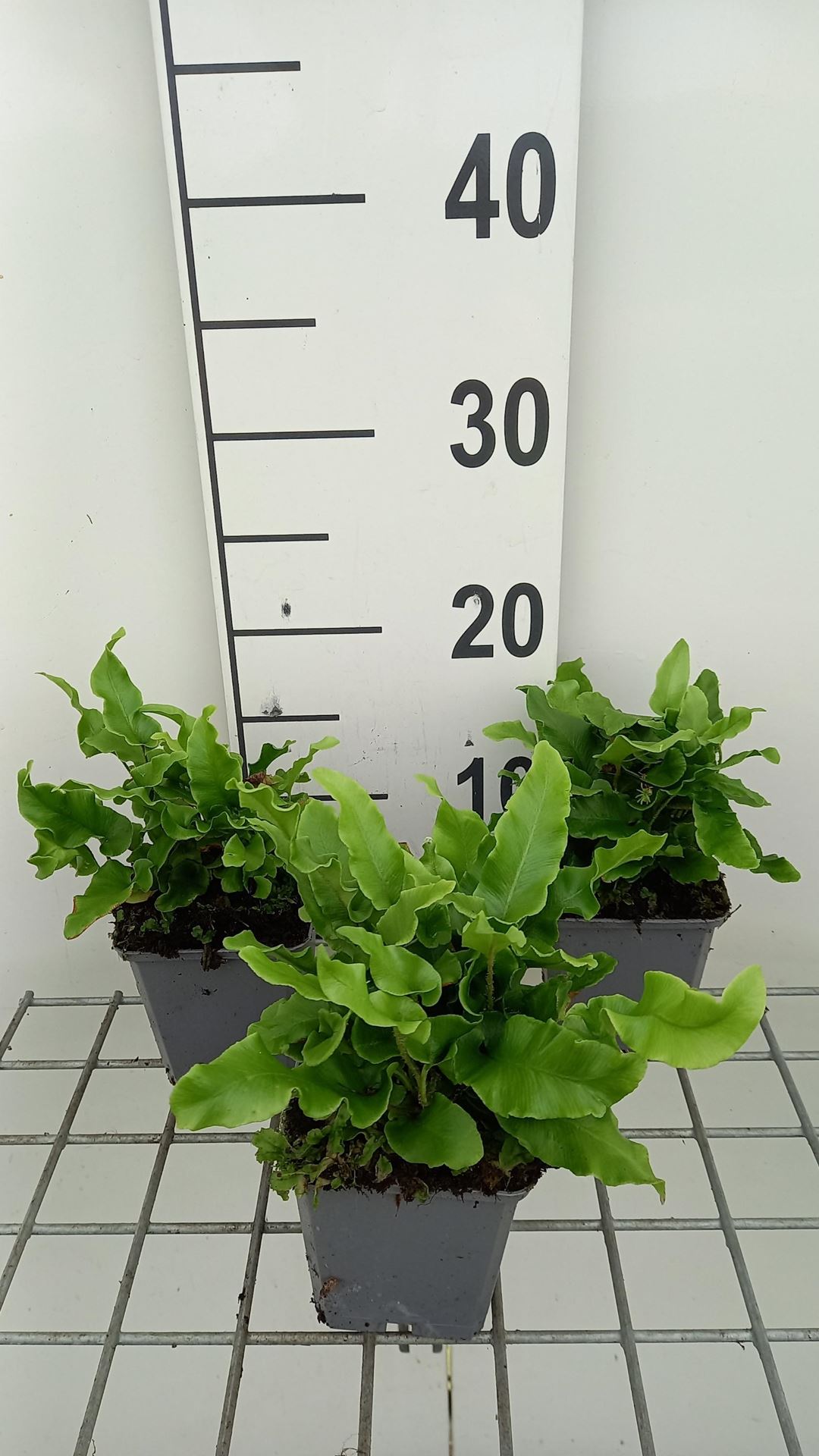 Asplenium scolopendrium'Undulatum'- pot 9x9 cm - Gerimpelde tongvaren afbeelding