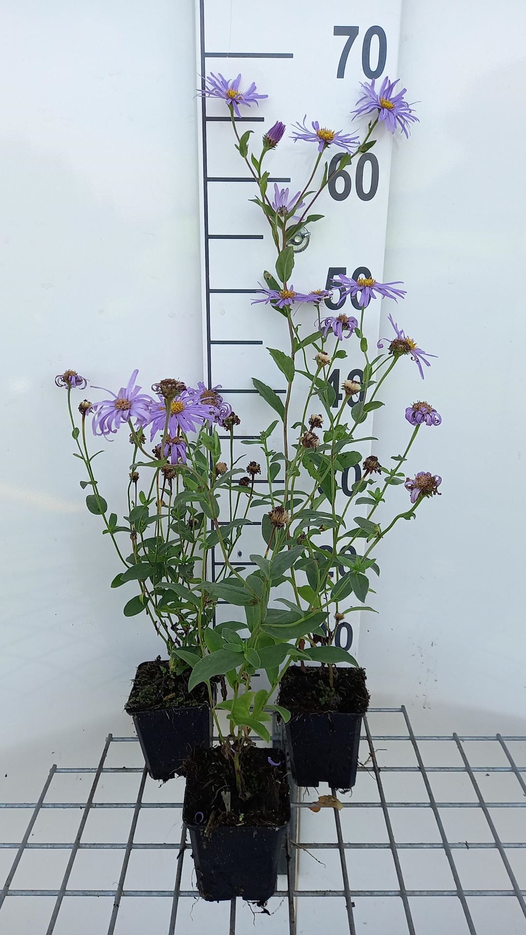 Aster thomsonii - pot 9x9 cm afbeelding