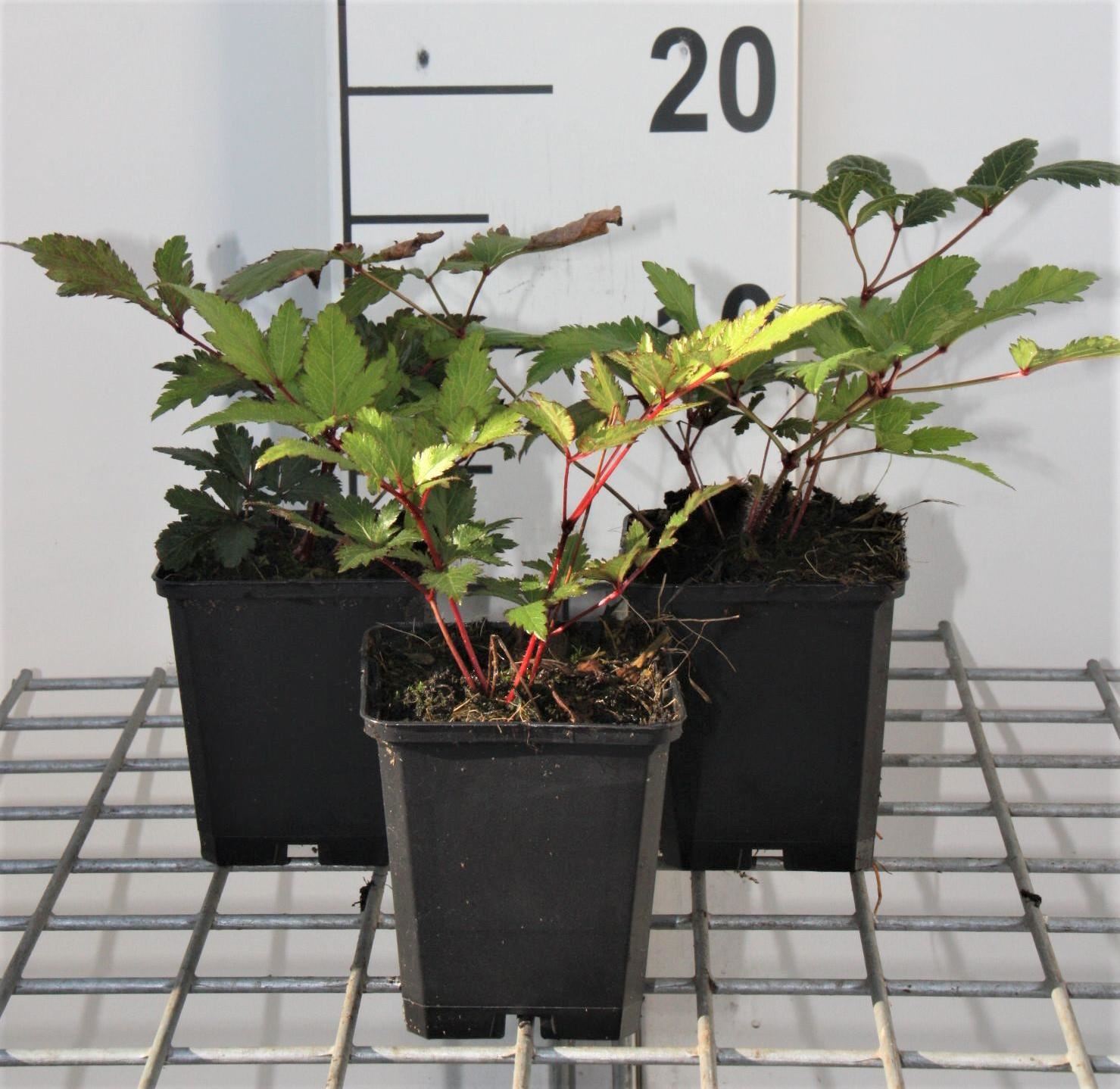 Astilbe'Vesuvius'- pot 9x9 cm afbeelding
