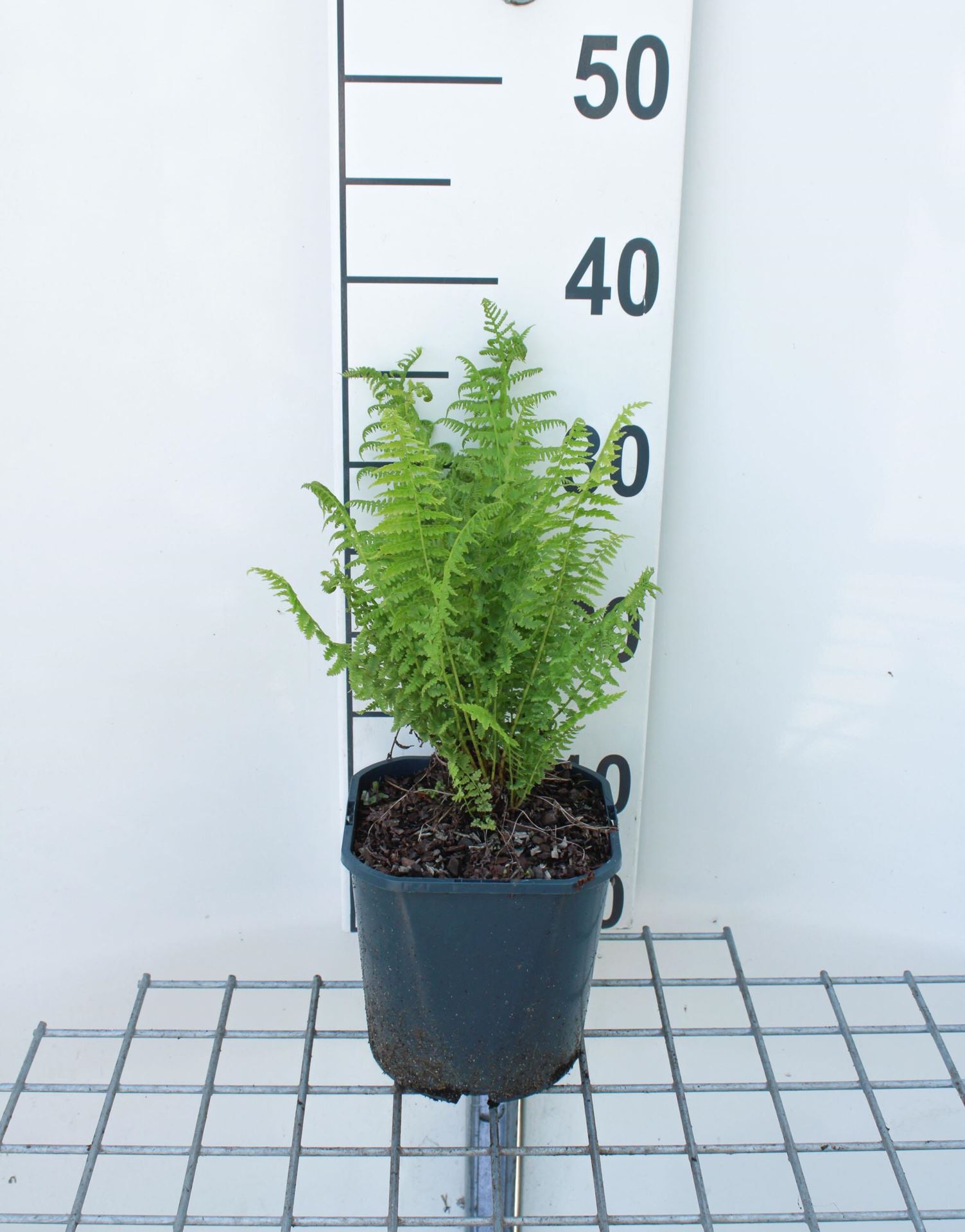 Athyrium filix-femina - pot 2L
