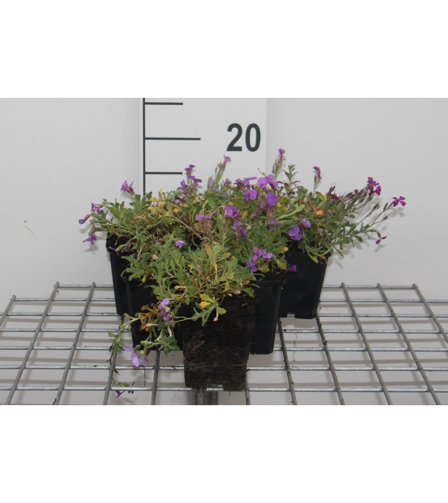 Aubrieta'Cascade Blue'- pot 9x9 cm - afbeelding