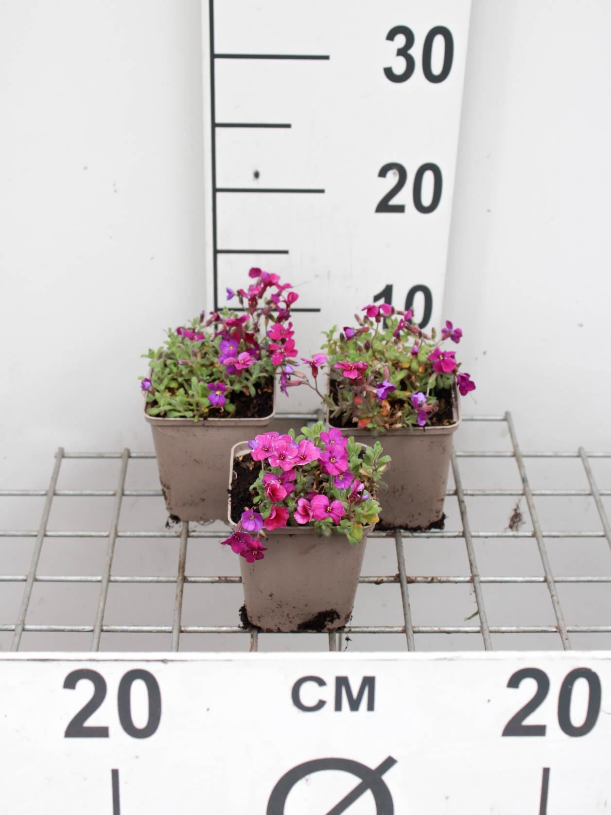 Aubrieta'Cascade Purple'- pot 9x9 cm - Randjesbloem afbeelding