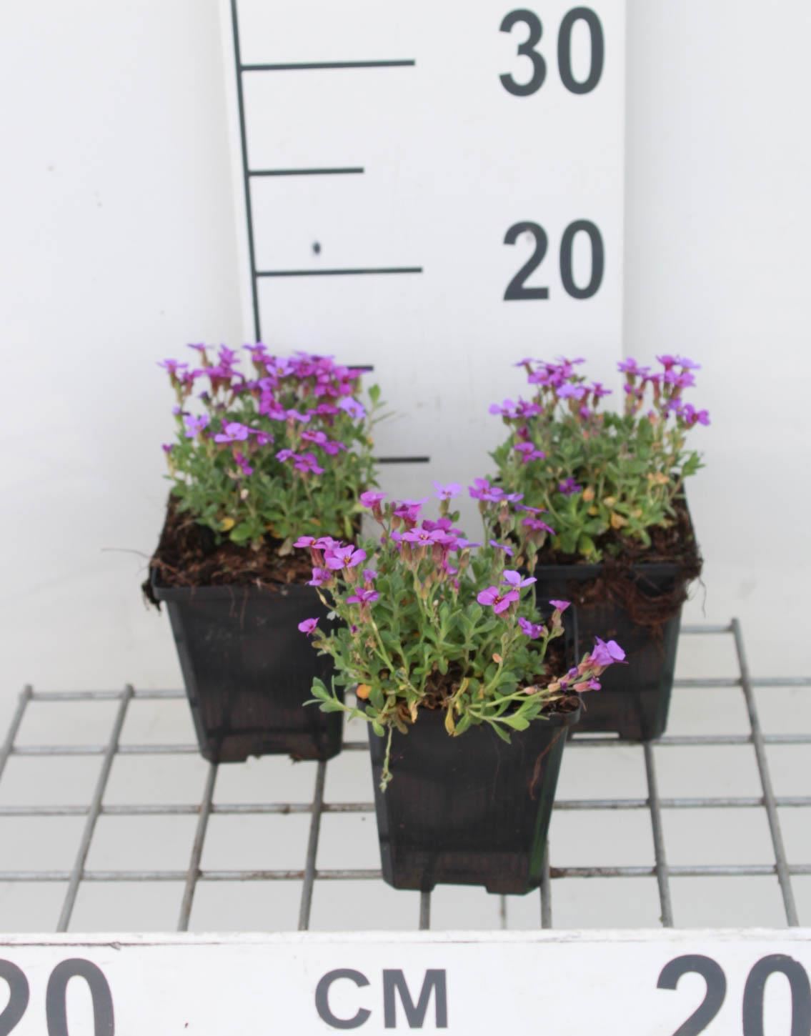 Aubrieta'Hamburger Stadtpark'- pot 9x9 cm afbeelding