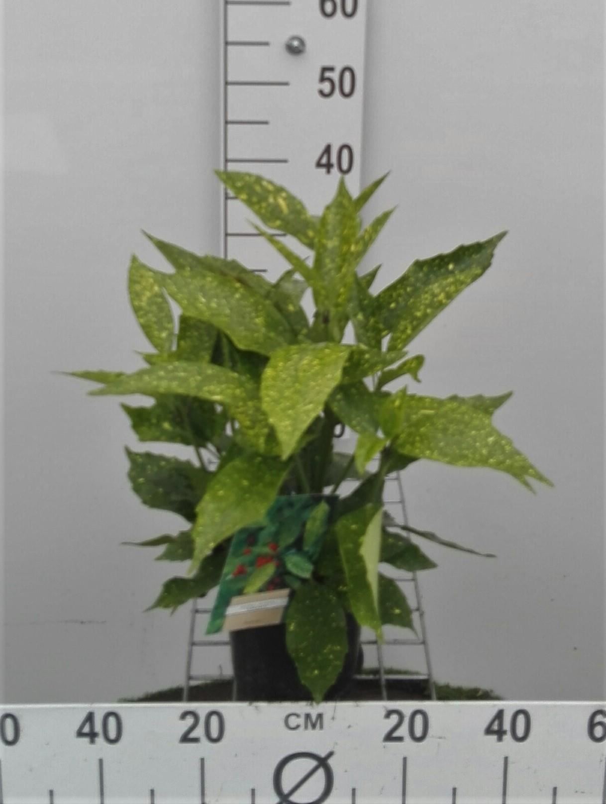 Aucuba japonica'Variegata'- pot - 30-40 cm afbeelding