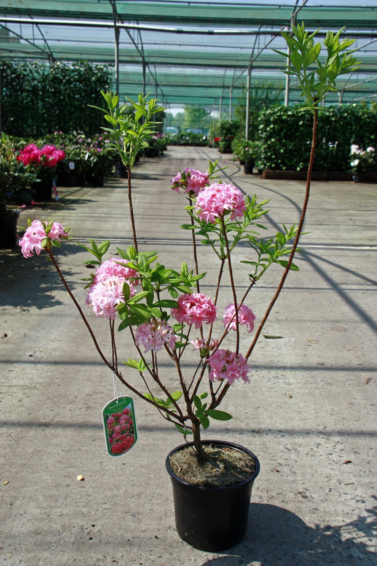 Rhododendron 'Knap Hill Pink' - pot - 40-50 cm