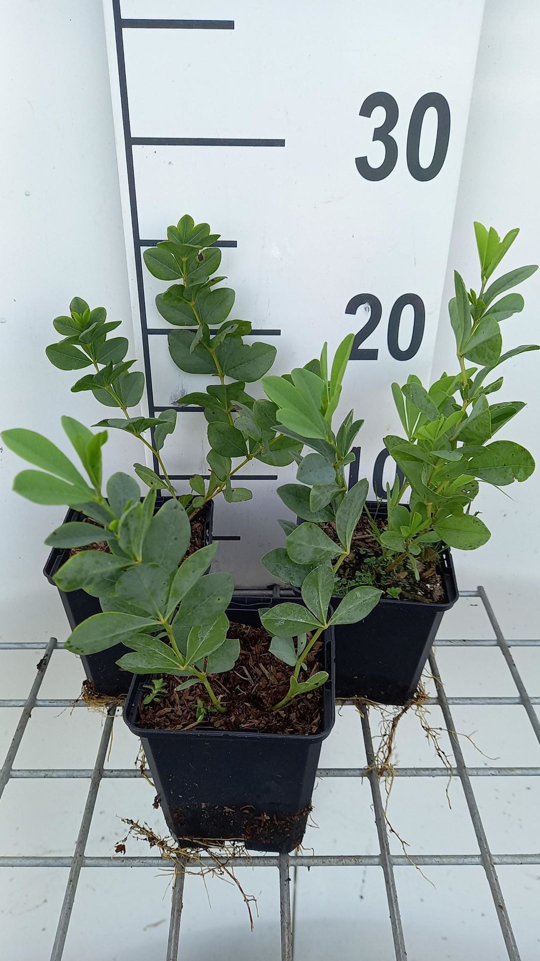 Baptisia australis - pot 9x9 cm - Indigolupine / Valse indigo afbeelding