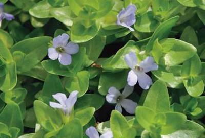 Bacopa caroliniana - pot 11x11 cm afbeelding