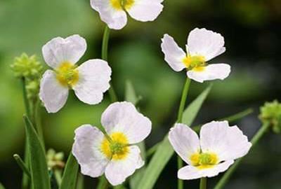Baldellia ranunculoides - pot 9x9 cm afbeelding