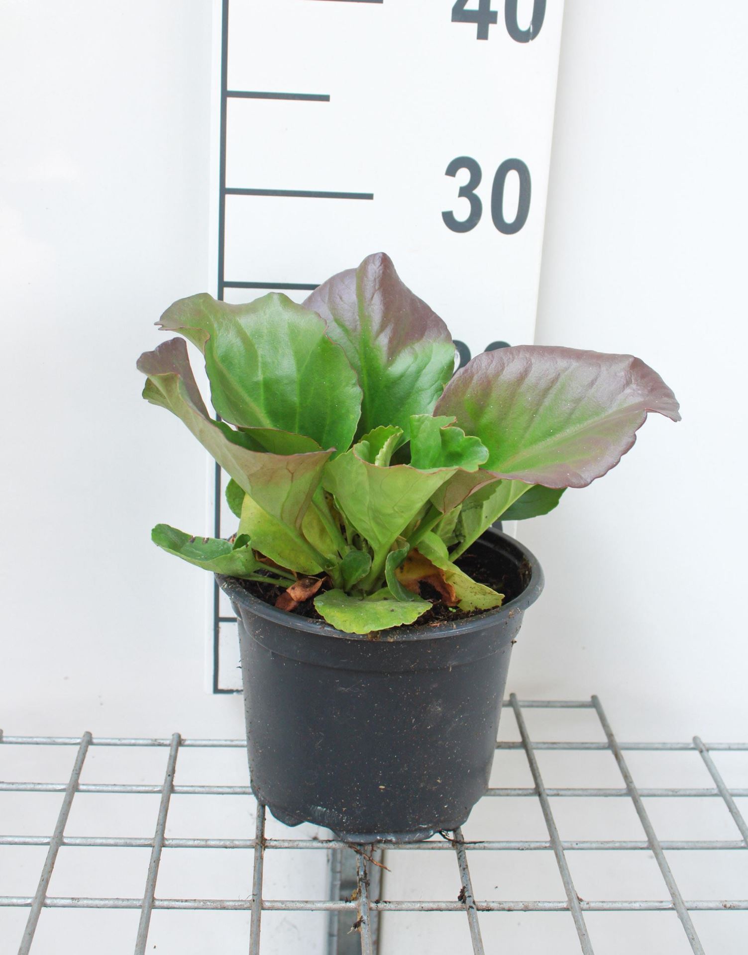 Bergenia cordifolia - pot 2L - Schoenlappersplant afbeelding