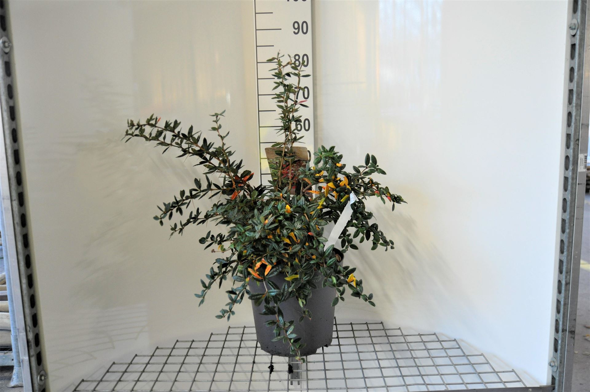 Berberis julianae - pot 12L - 60-80 cm afbeelding