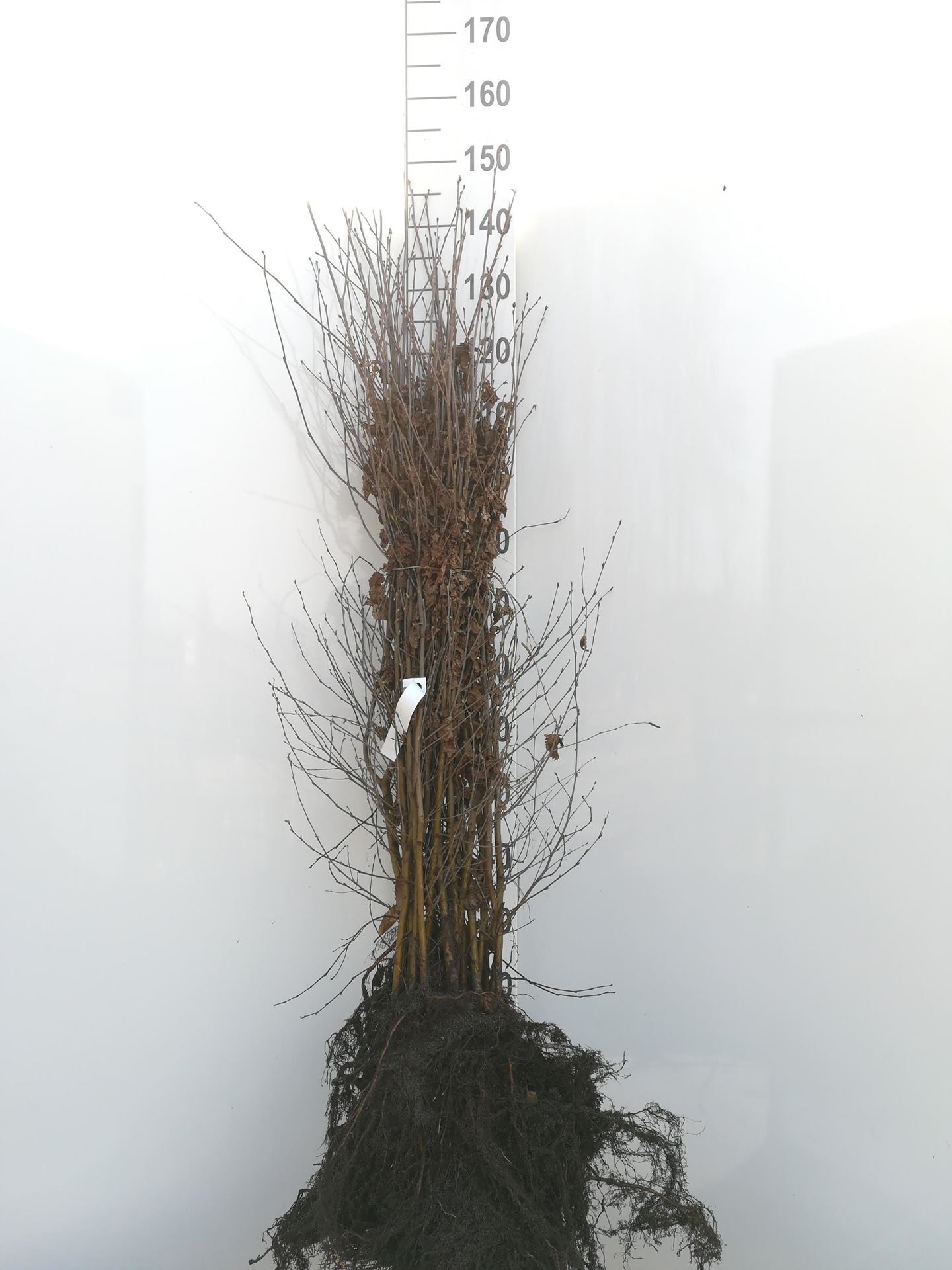 Betula pendula - blote wortel - 90-120 cm - Ruwe berk / Scherpe berk afbeelding