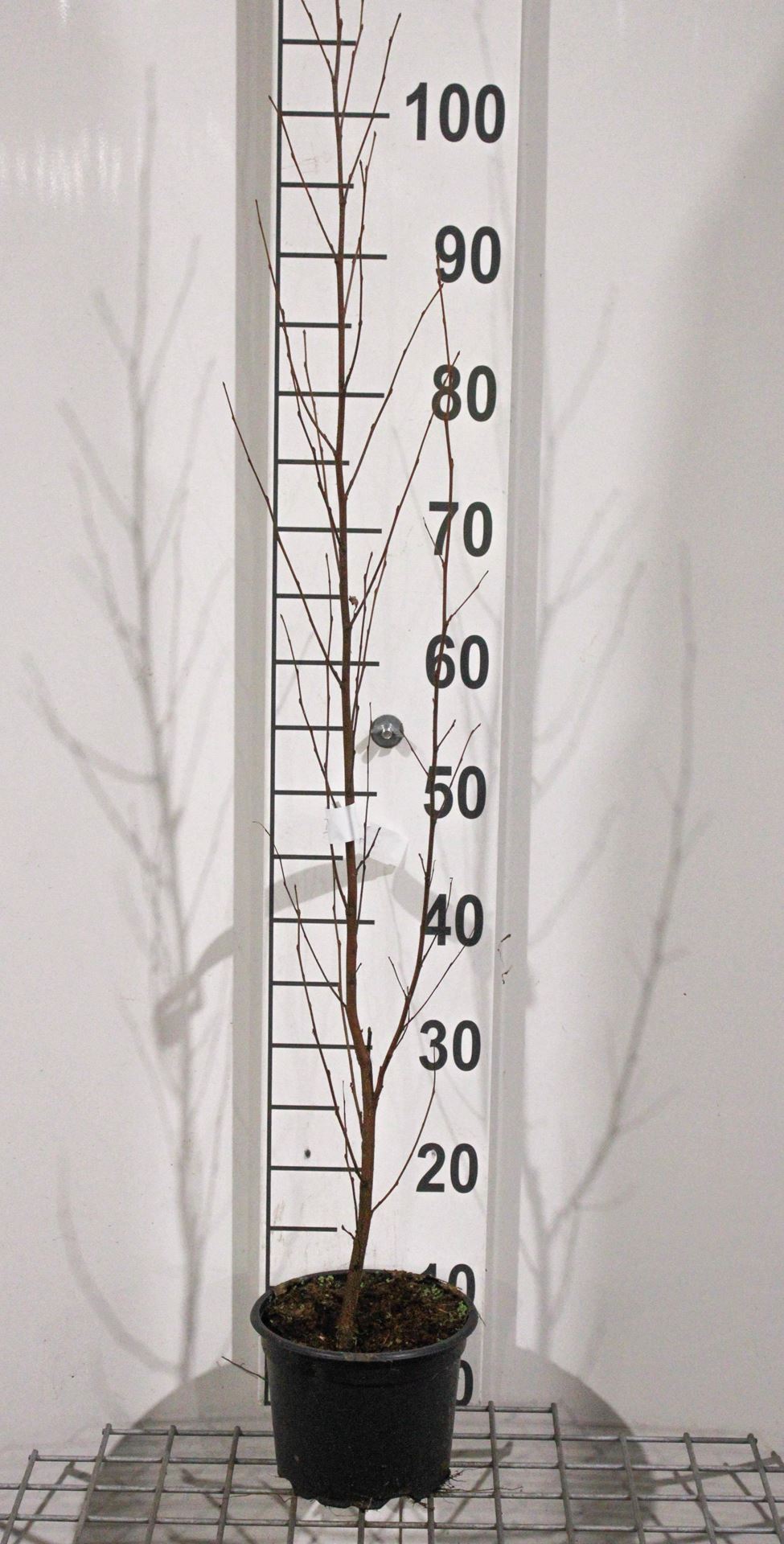 Betula pendula - pot 2L - 80-100 cm - Ruwe berk / Scherpe berk afbeelding