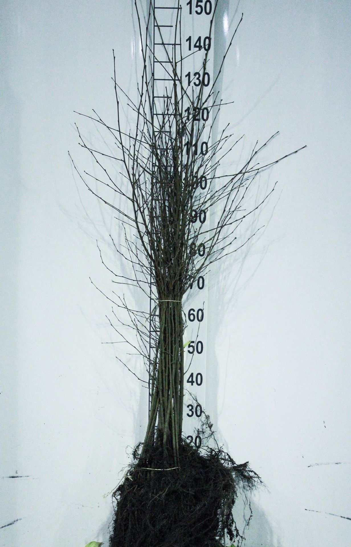 Betula pubescens - blote wortel - 60-90 cm afbeelding