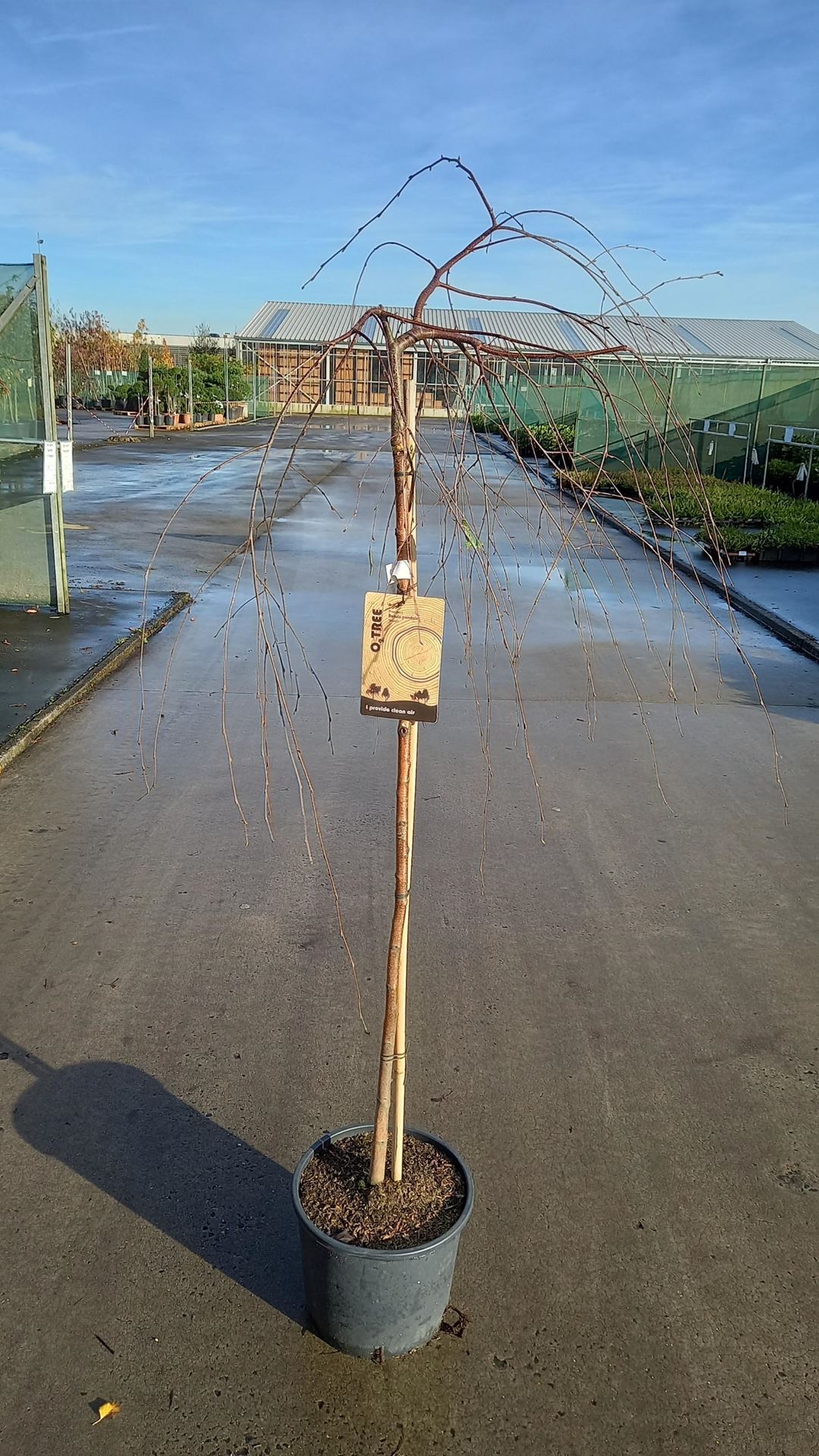 Betula pendula'Youngii'- pot 10L - geënt op stamhoogte 120 cm afbeelding