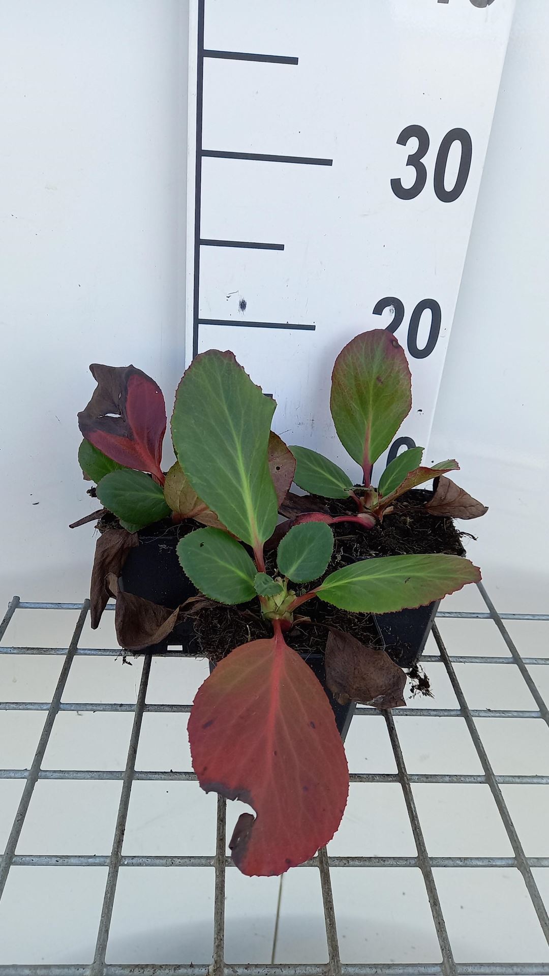 Bergenia'Rosi Klose'- pot 9x9 cm afbeelding