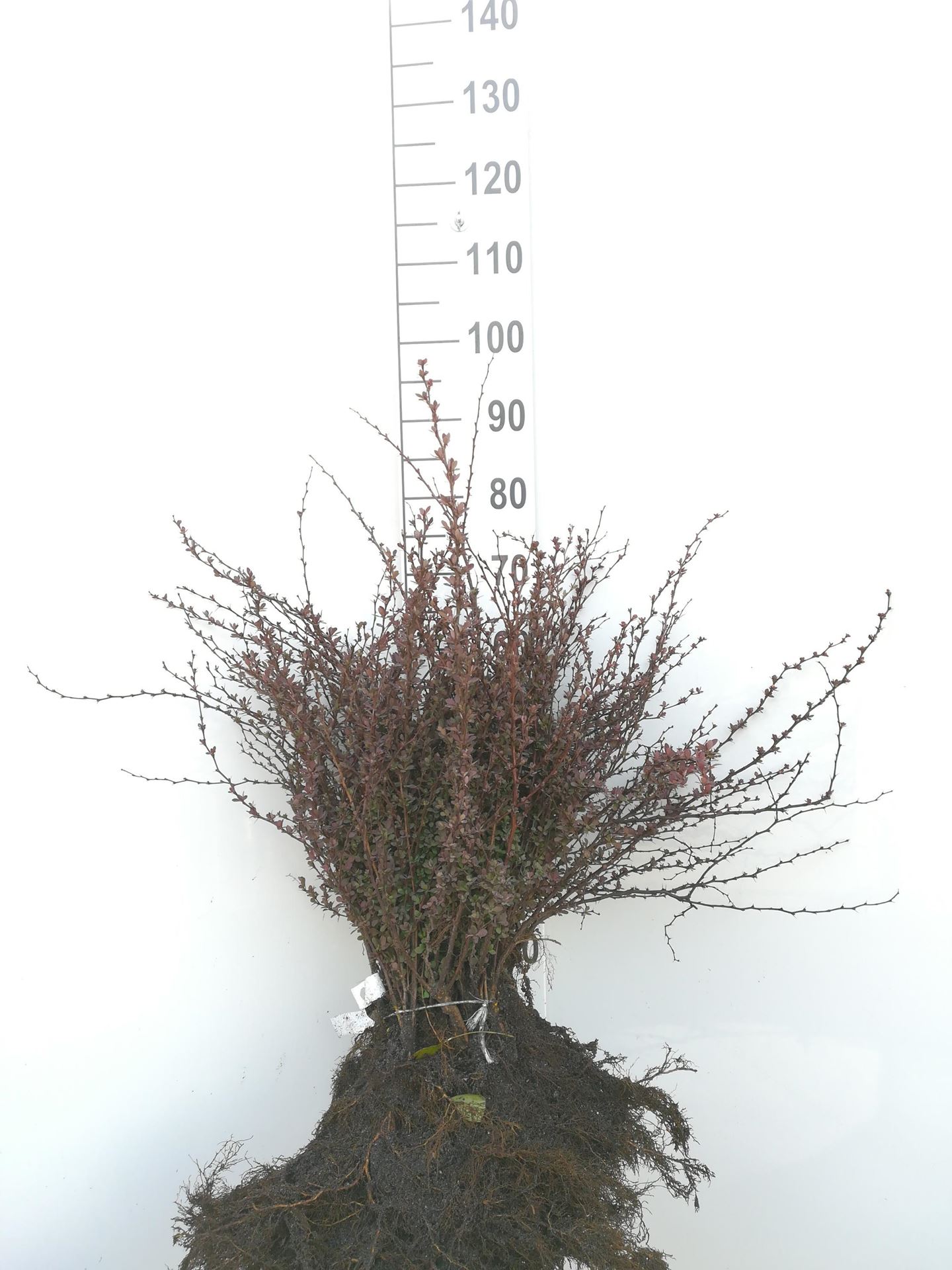 Berberis thunbergii'Atropurpurea'- blote wortel - 30-40 cm afbeelding