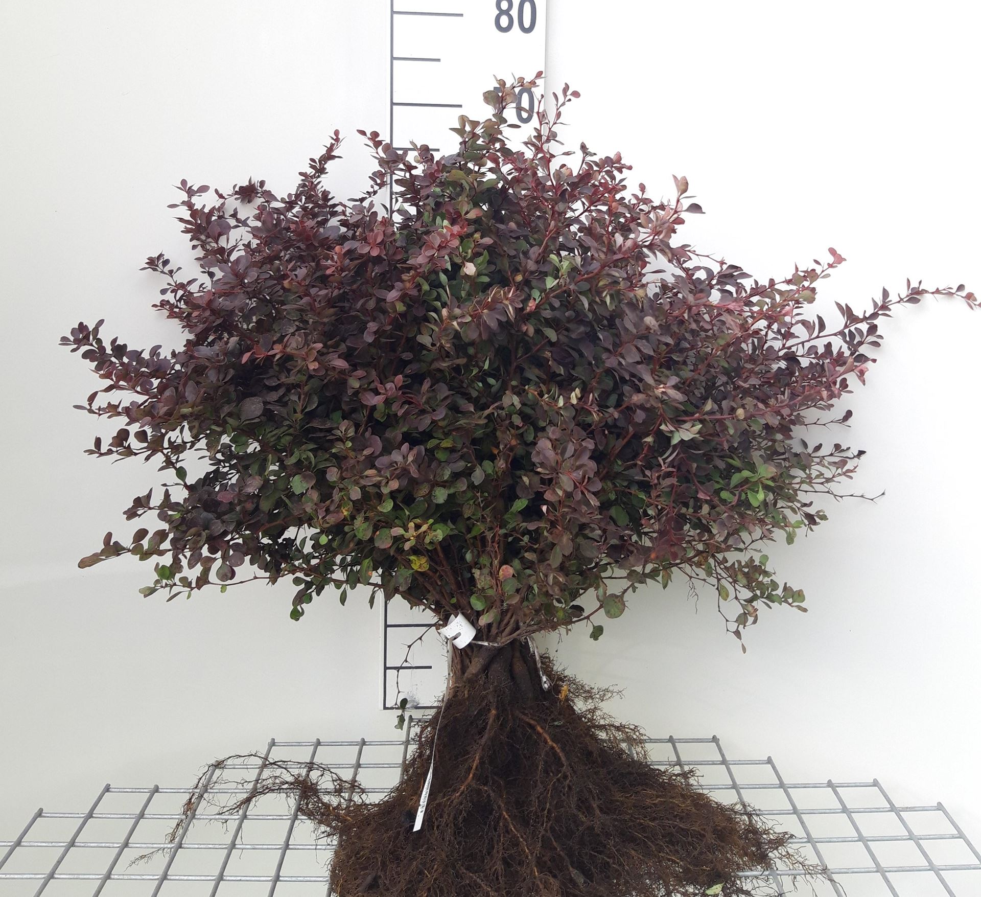 Berberis thunbergii'Atropurpurea'- blote wortel - 40-60 cm - Rode zuurbes afbeelding