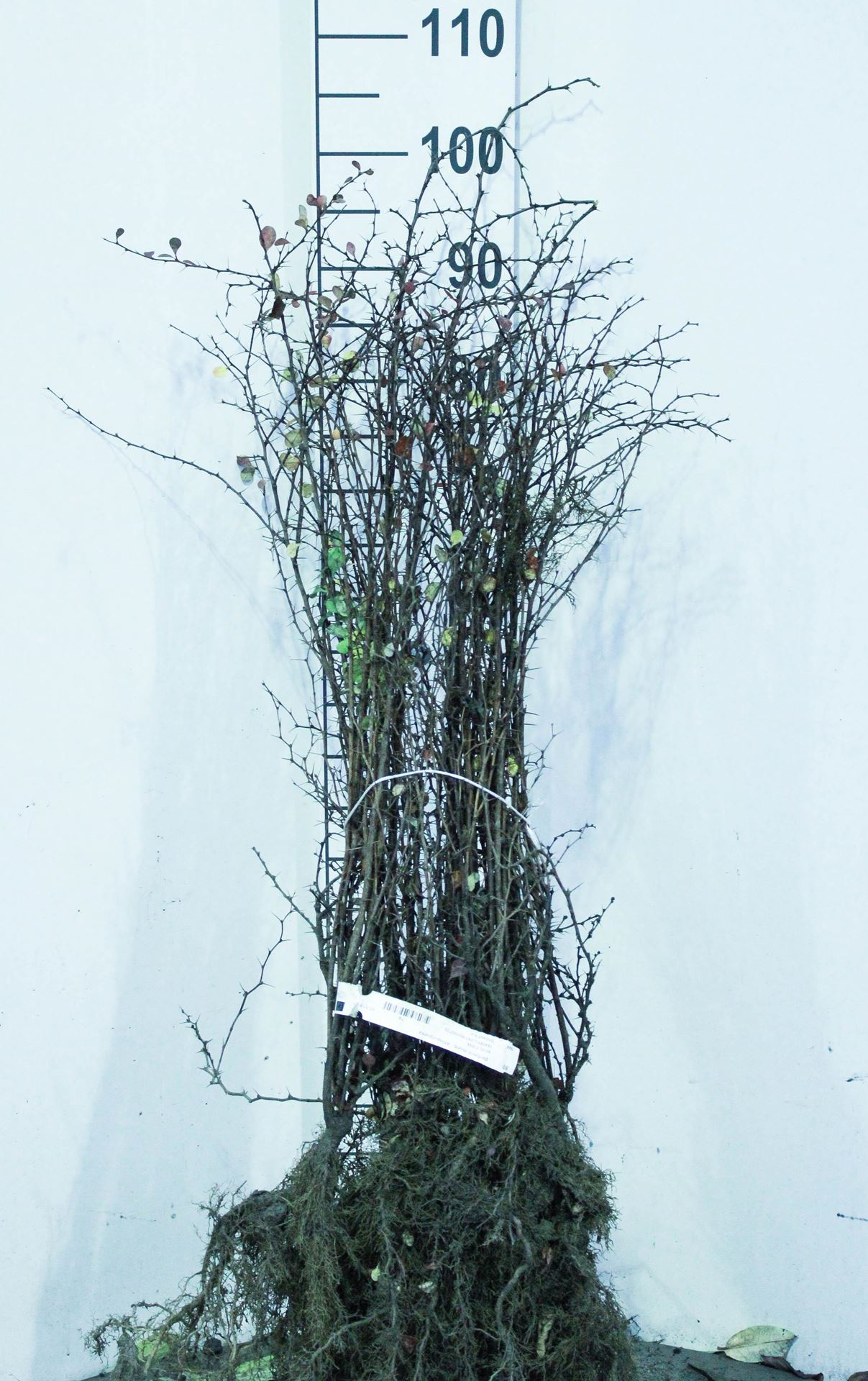 Berberis thunbergii'Atropurpurea'- blote wortel - 60-80 cm - 3-5 takken afbeelding