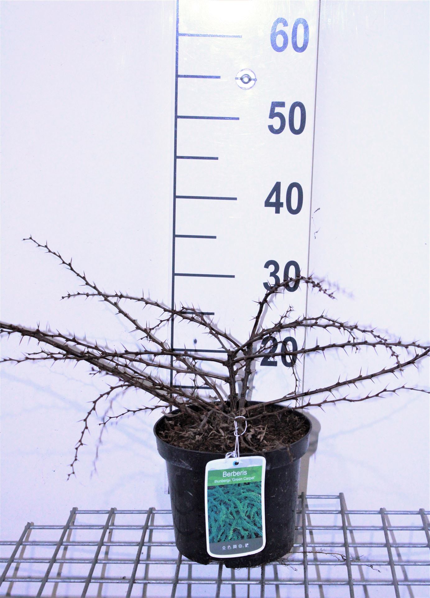 Berberis thunbergii'Green Carpet'- pot - 25-30 cm afbeelding