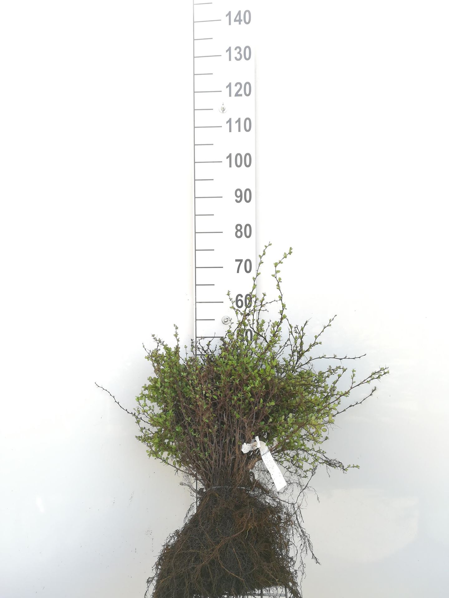 Berberis thunbergii - blote wortel - 30-40 cm afbeelding