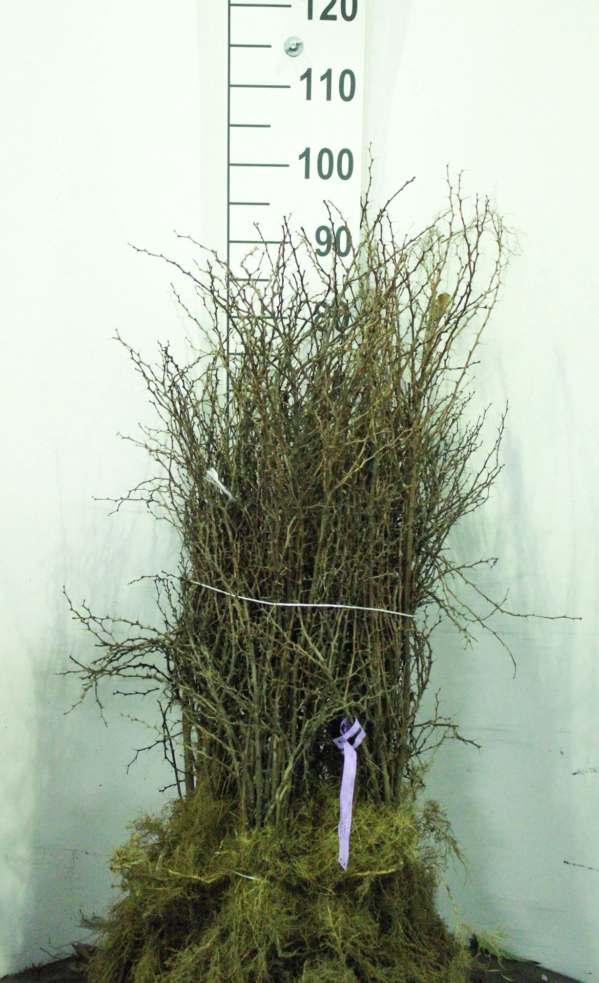 Berberis thunbergii - blote wortel - 40-60 cm - 3-5 takken afbeelding
