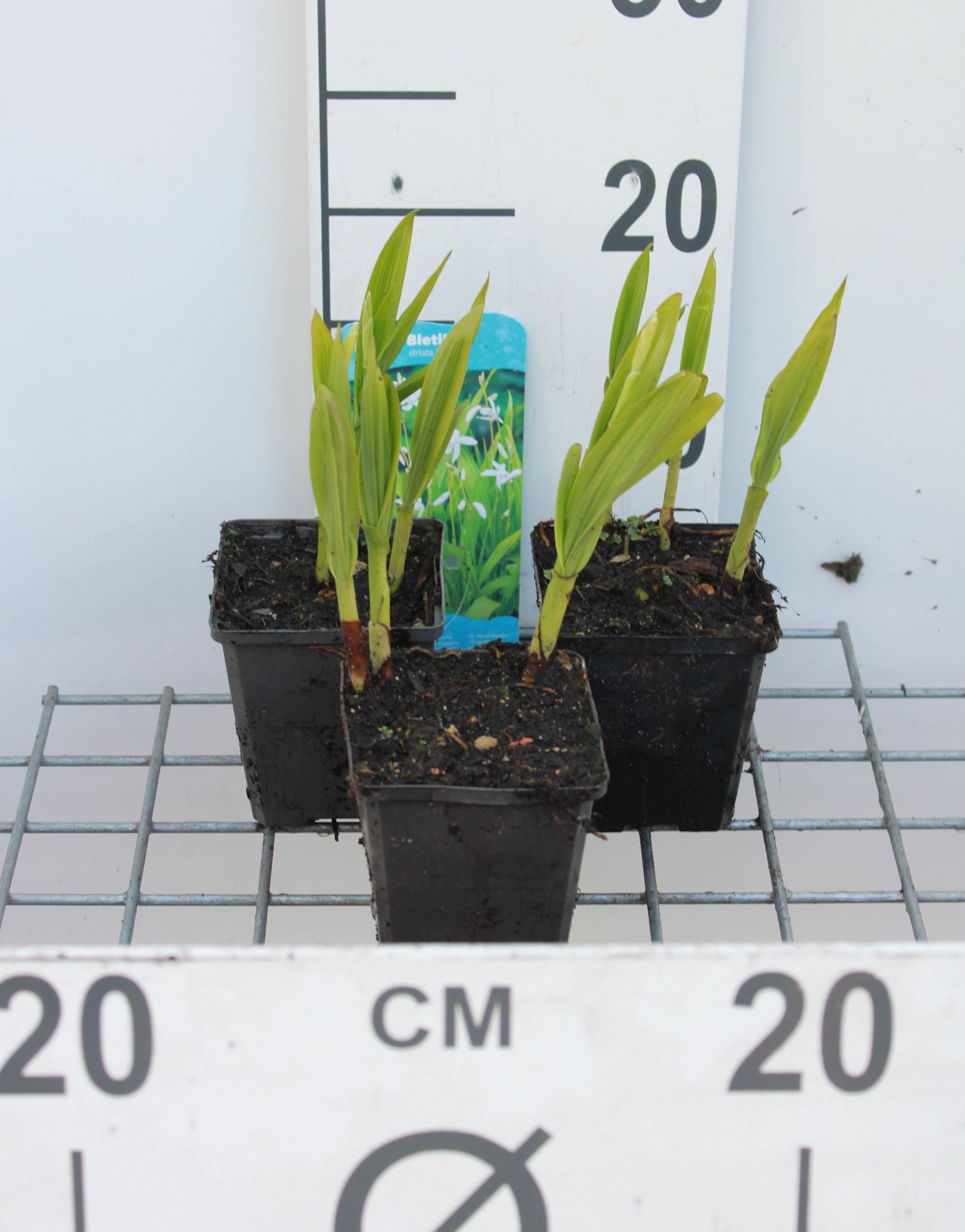 Bletilla striata'Alba'- pot 9x9 cm afbeelding