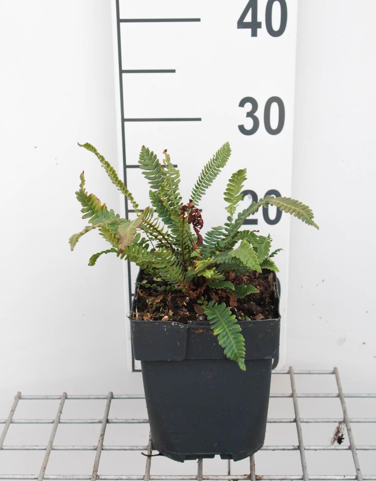 Blechnum spicant - pot 2L