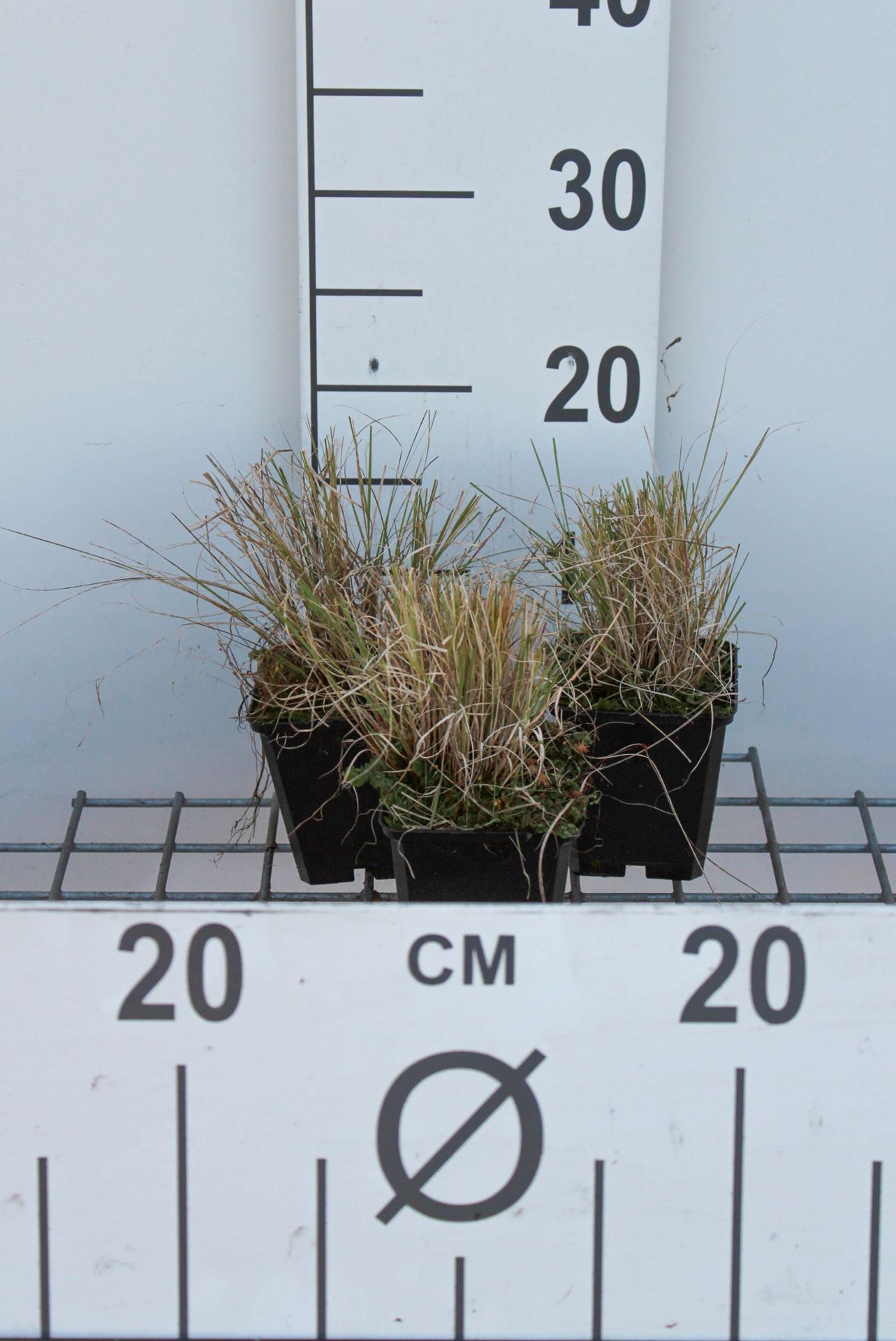 Bouteloua gracilis - pot 9x9 cm - Muskietengras / Muskietgras afbeelding