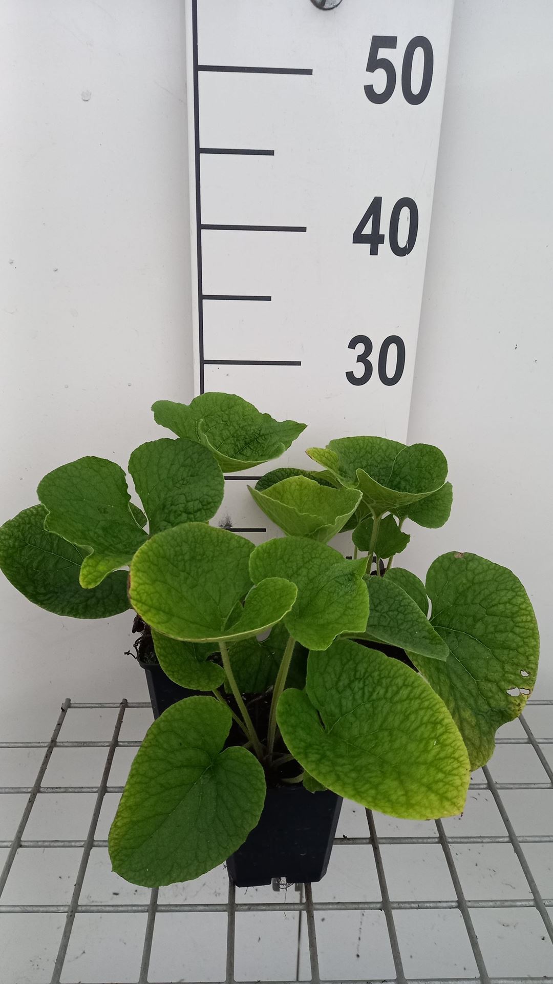 Brunnera macrophylla'Betty Bowring'- pot 9x9 cm afbeelding