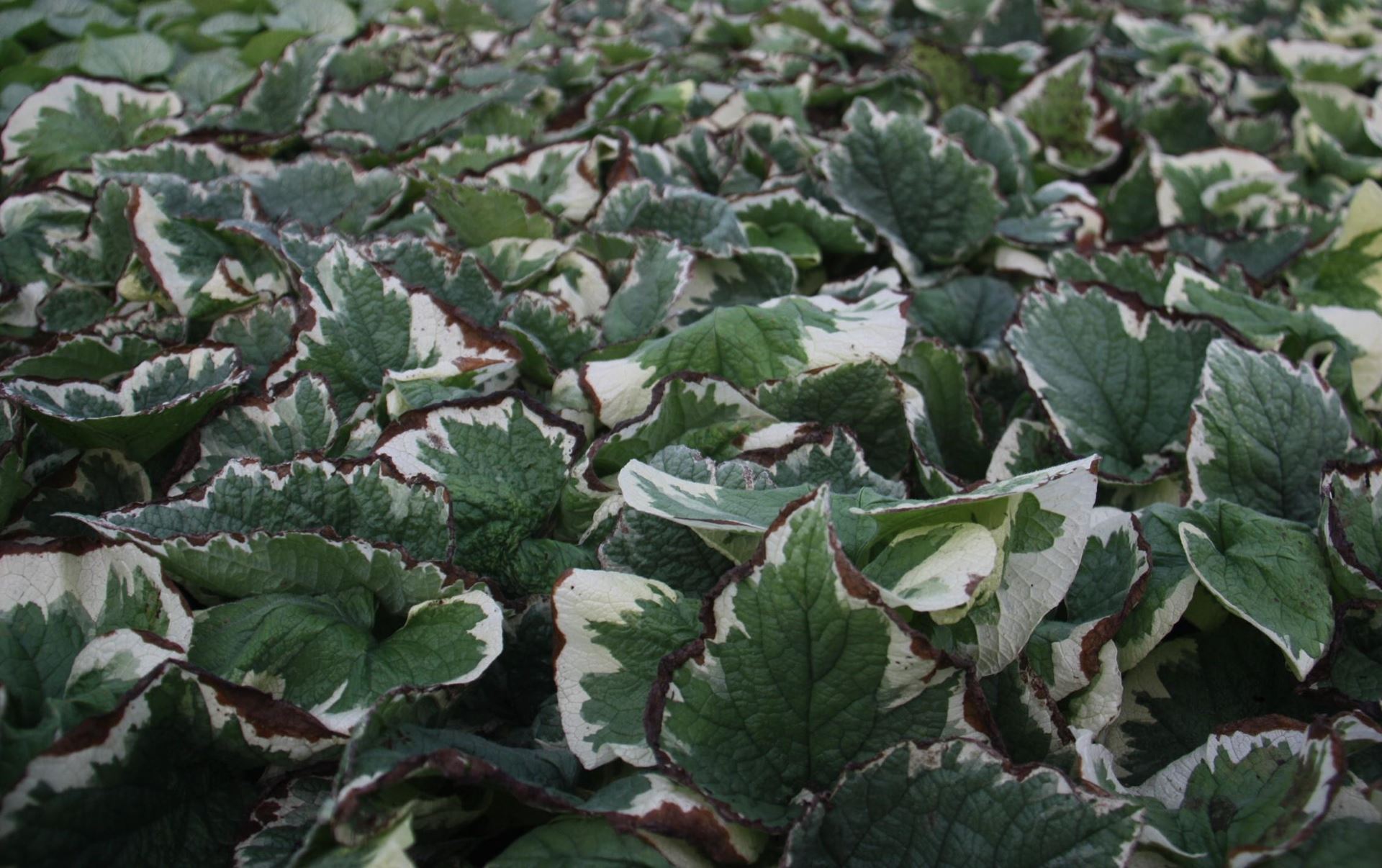 Brunnera macrophylla'Variegata'- pot 9x9 cm afbeelding