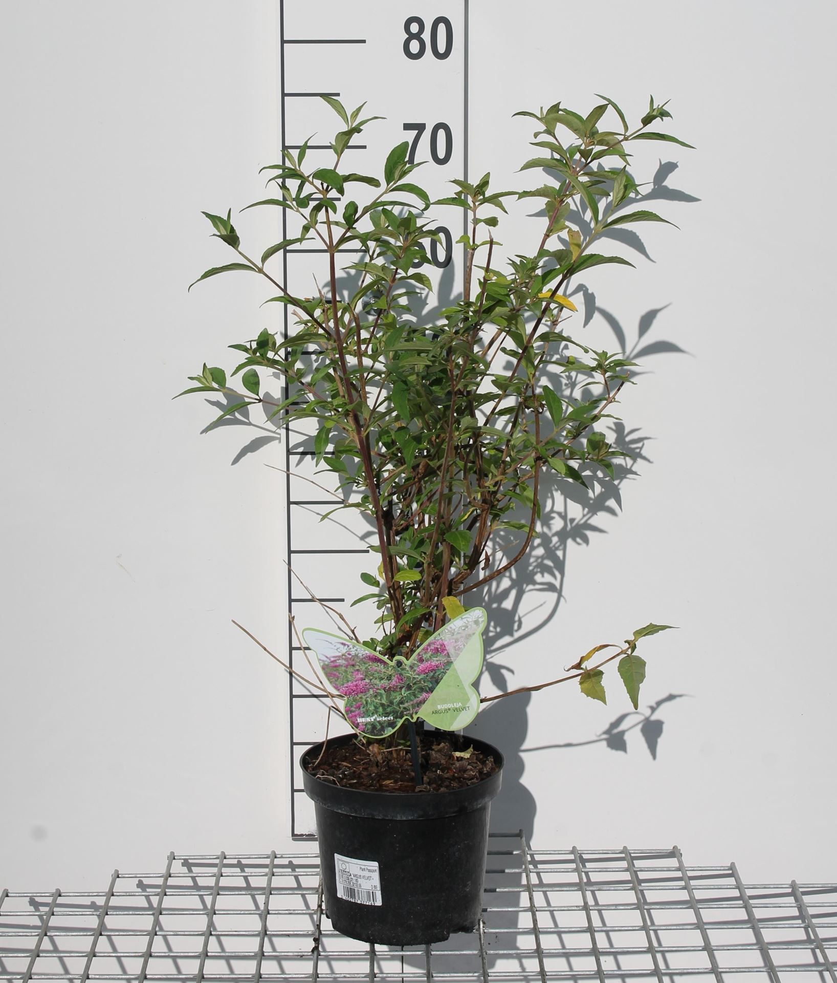 Buddleja'ILVOARGUS2'- pot - 40-60 cm afbeelding