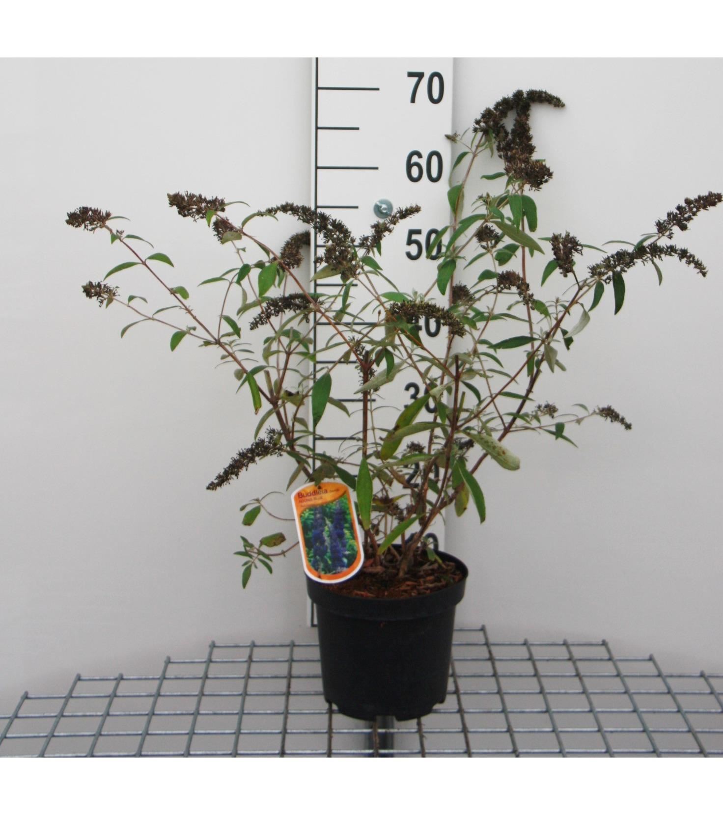 Buddleja davidii'Adokeep'(Adonis Blue) - pot - 30-40 cm afbeelding