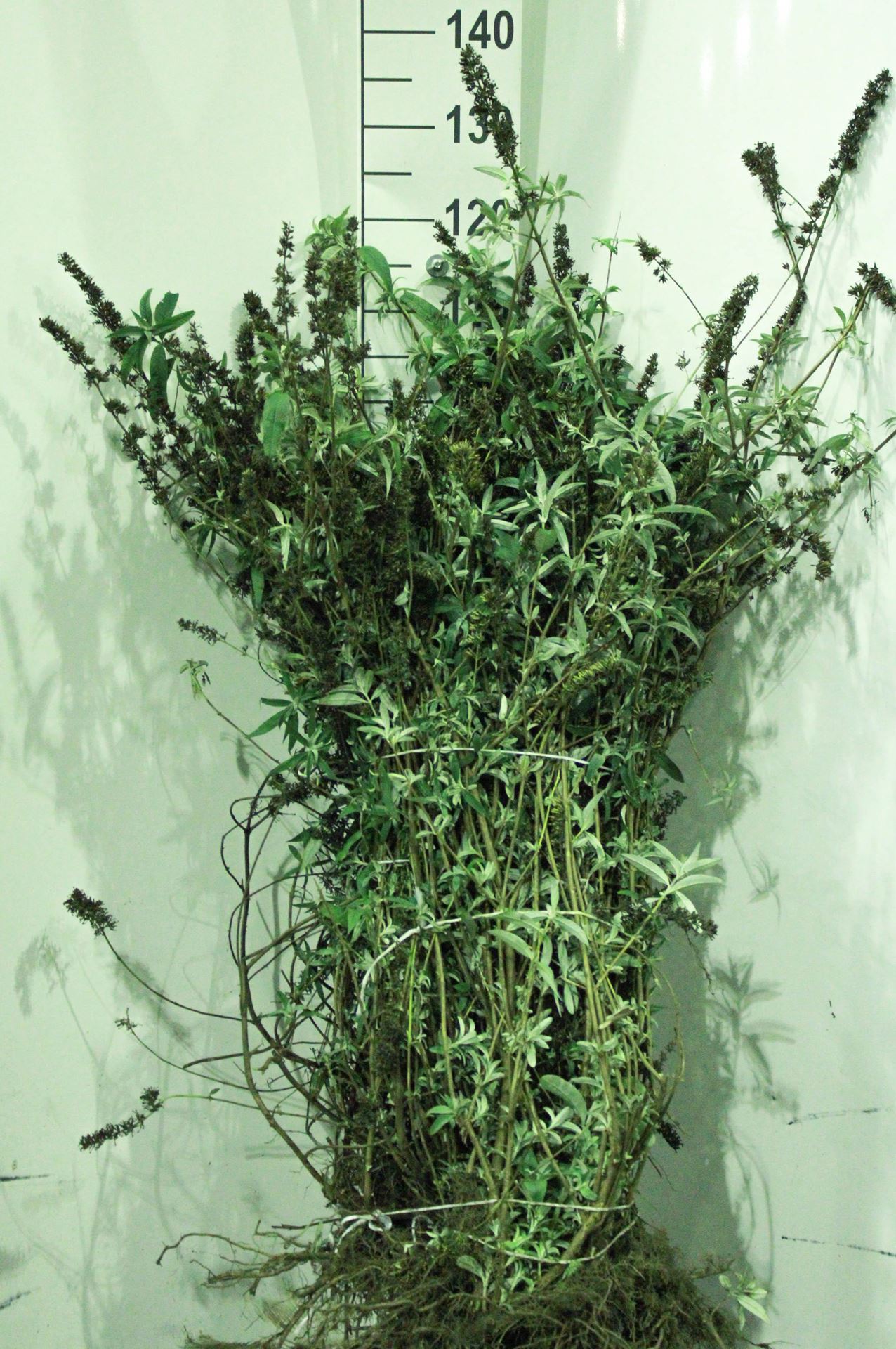 Buddleja davidii'Empire Blue'- blote wortel - 40-60 cm afbeelding