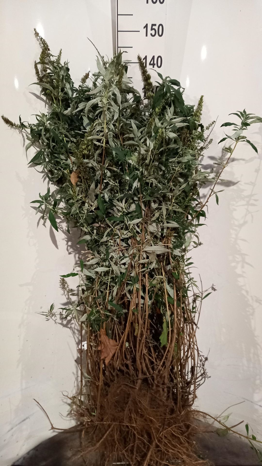 Buddleja davidii'White Profusion'- blote wortel - 40-60 cm afbeelding