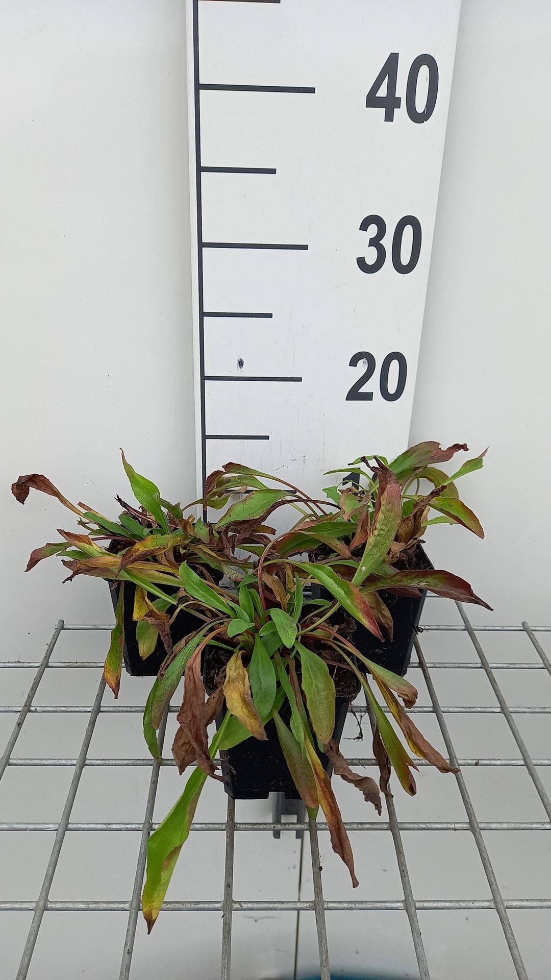 Buphthalmum salicifolium - pot 9x9 cm afbeelding