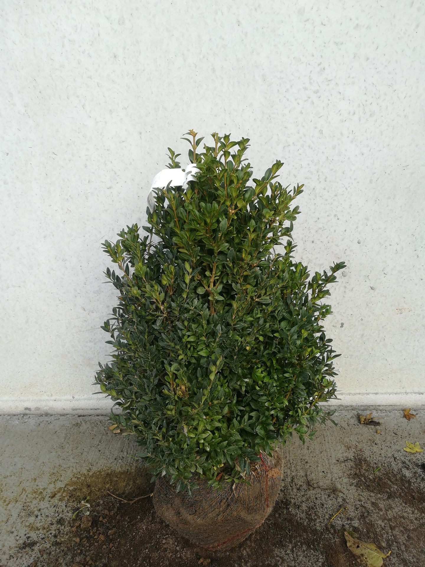 Buxus sempervirens - aardekluit - 40-50 cm - struik afbeelding
