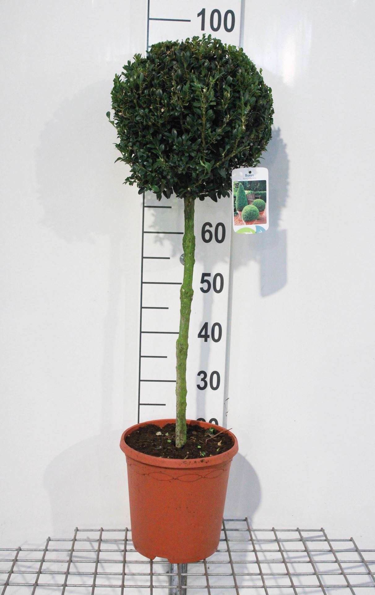 Buxus sempervirens - pot 5L - geënt op stam afbeelding