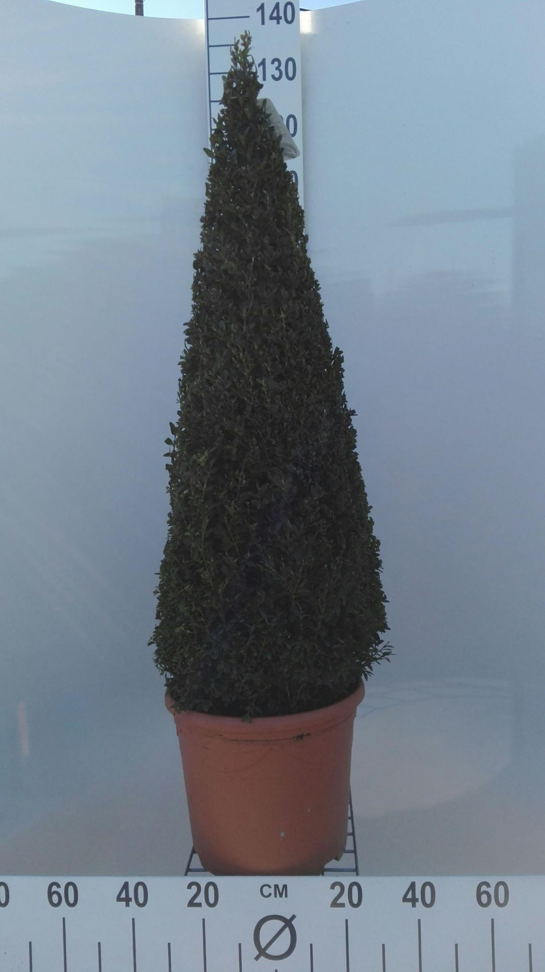 Buxus sempervirens - pot - 90+ cm - piramidevorm afbeelding