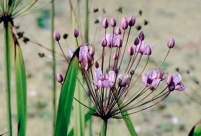 Butomus umbellatus - pot 9x9 cm - Zwanenbloem afbeelding