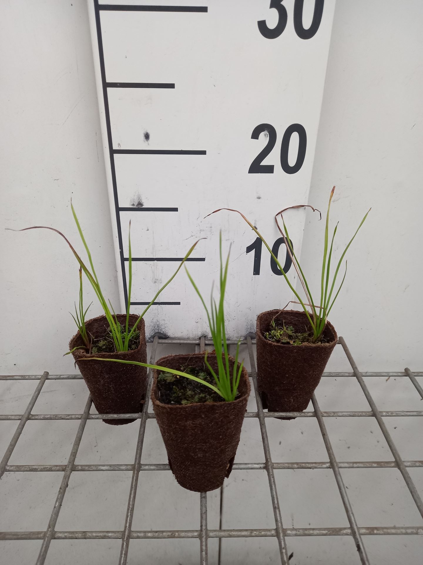 Butomus umbellatus - biopot diameter 7 cm - Zwanenbloem afbeelding