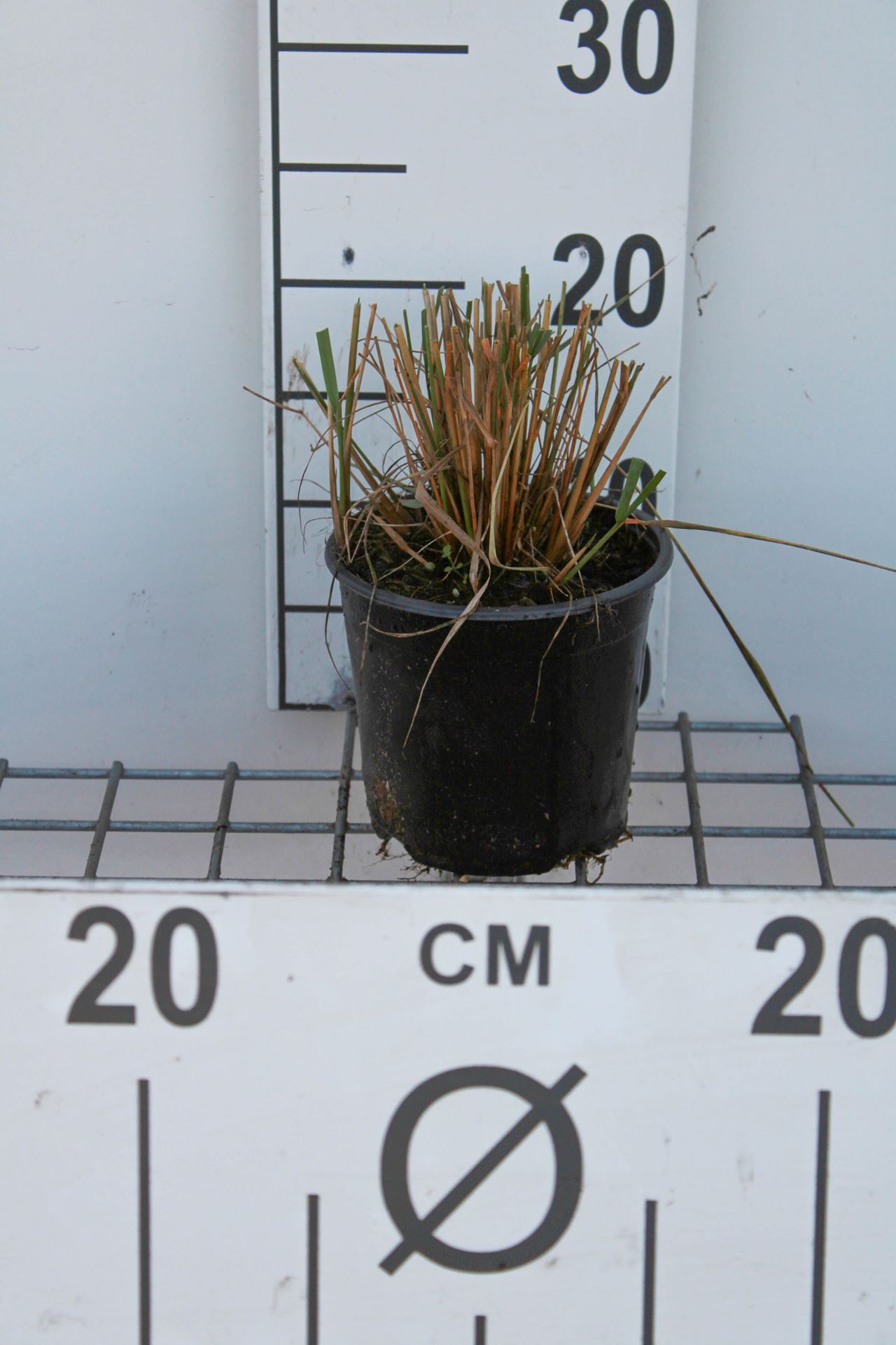 Calamagrostis x acutiflora'Karl Foerster'- pot 1,5L afbeelding