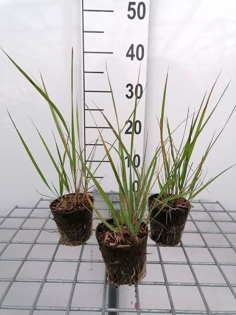 Calamagrostis x acutiflora'Karl Foerster'- biopot diameter 8 cm afbeelding