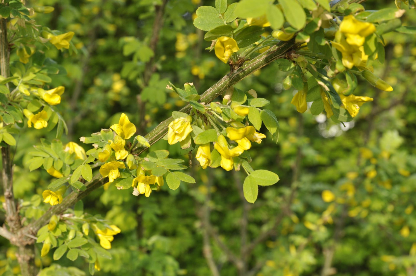 Caragana arborescens - blote wortel - 50-80 cm - Erwtenstruik / Erwtenboompje afbeelding