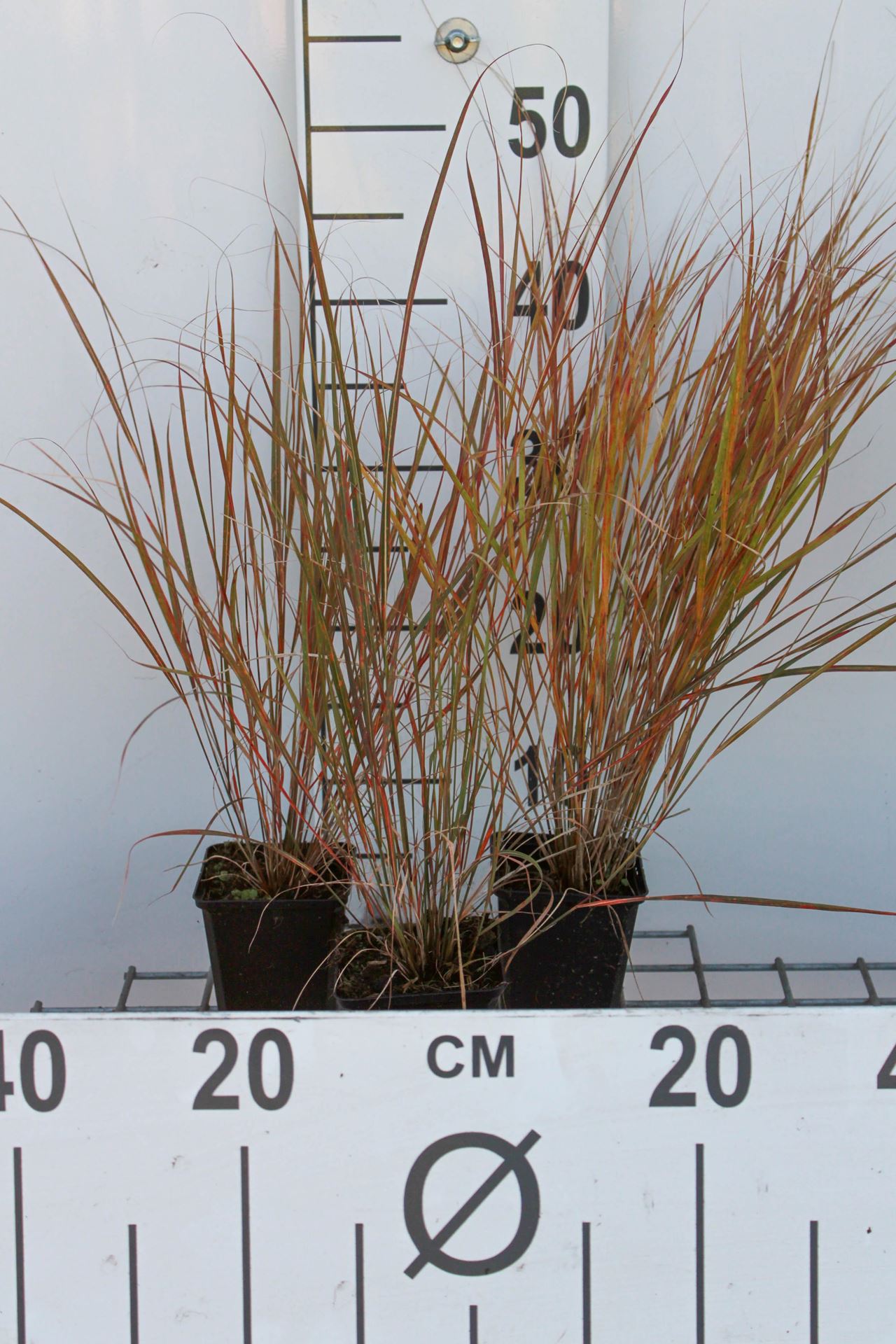 Calamagrostis arundinacea - pot 9x9 cm afbeelding