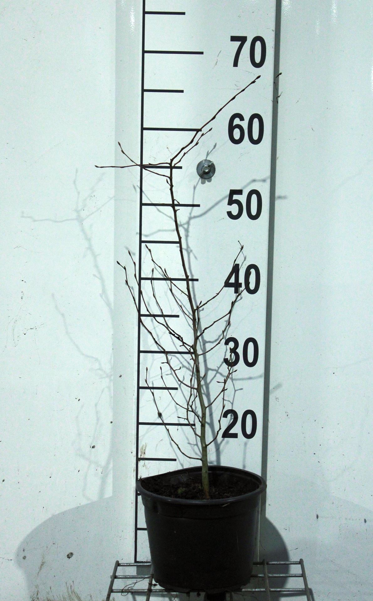 Carpinus betulus - pot - 40-60 cm afbeelding
